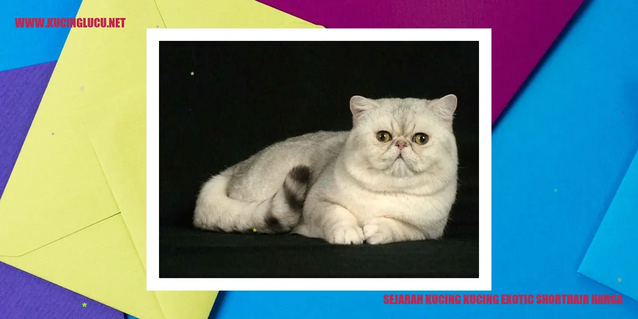 Kucing Exotic Shorthair