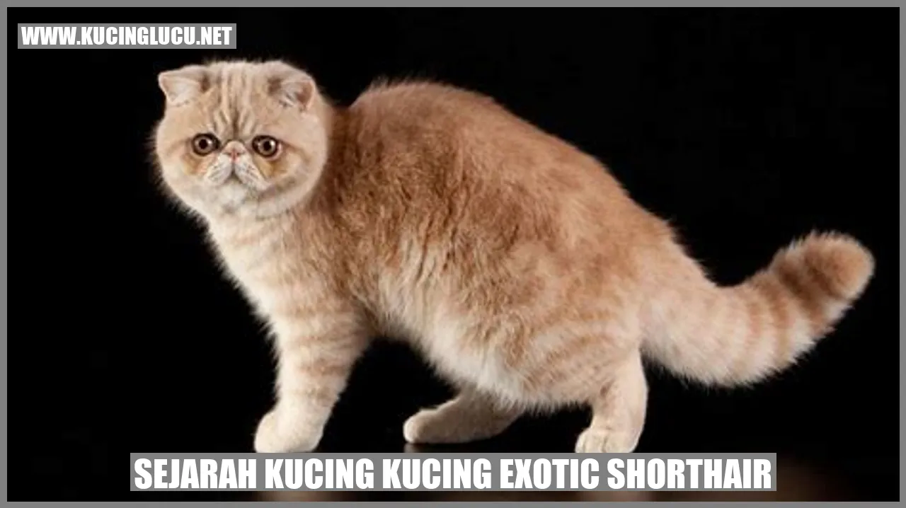 Sejarah Kucing Kucing Exotic Shorthair