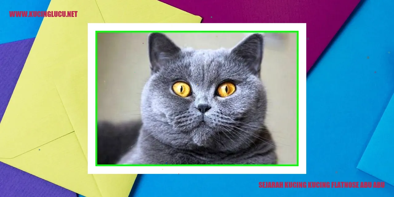 Kucing Flatnose Abu-abu