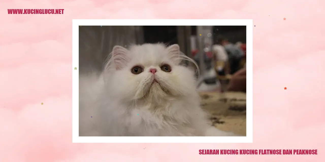 gambar kucing flatnose dan peaknose