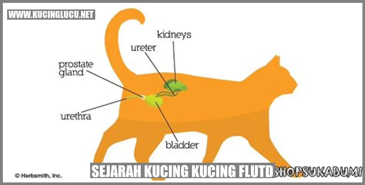 Sejarah Kucing kucing flutd