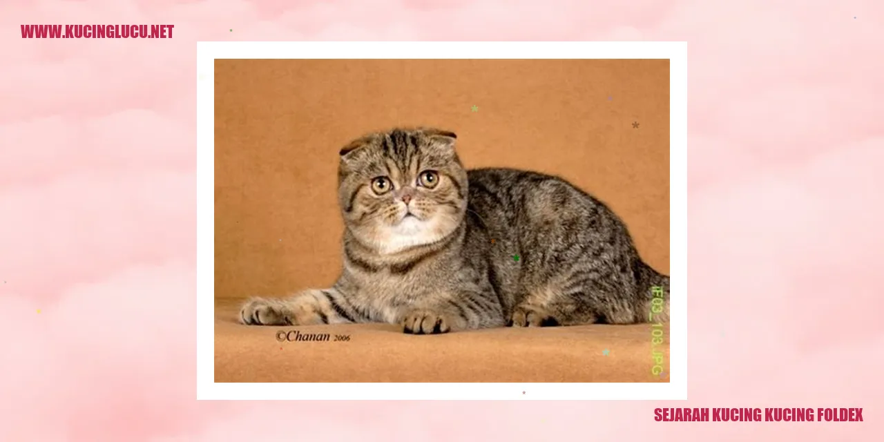 Kucing Foldex