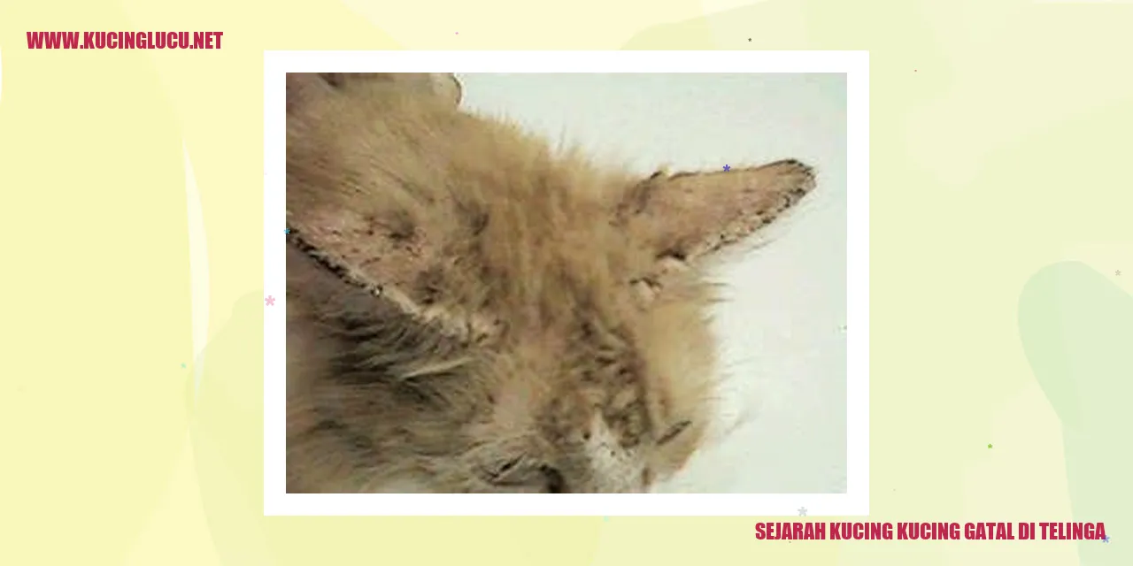 Kucing Gatal di Telinga