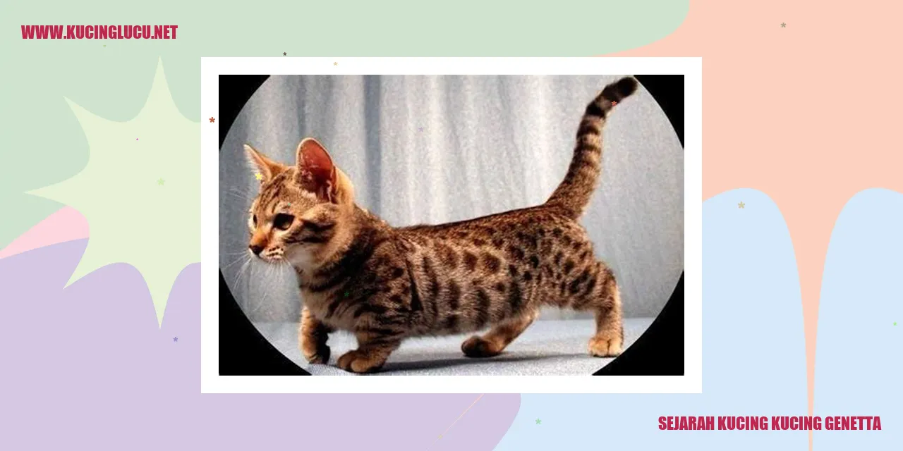 Gambar Genetta Cat