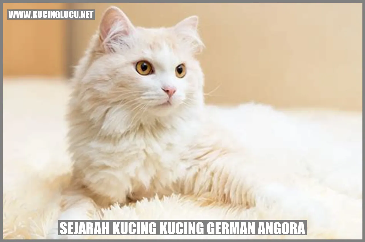 Kucing German Angora