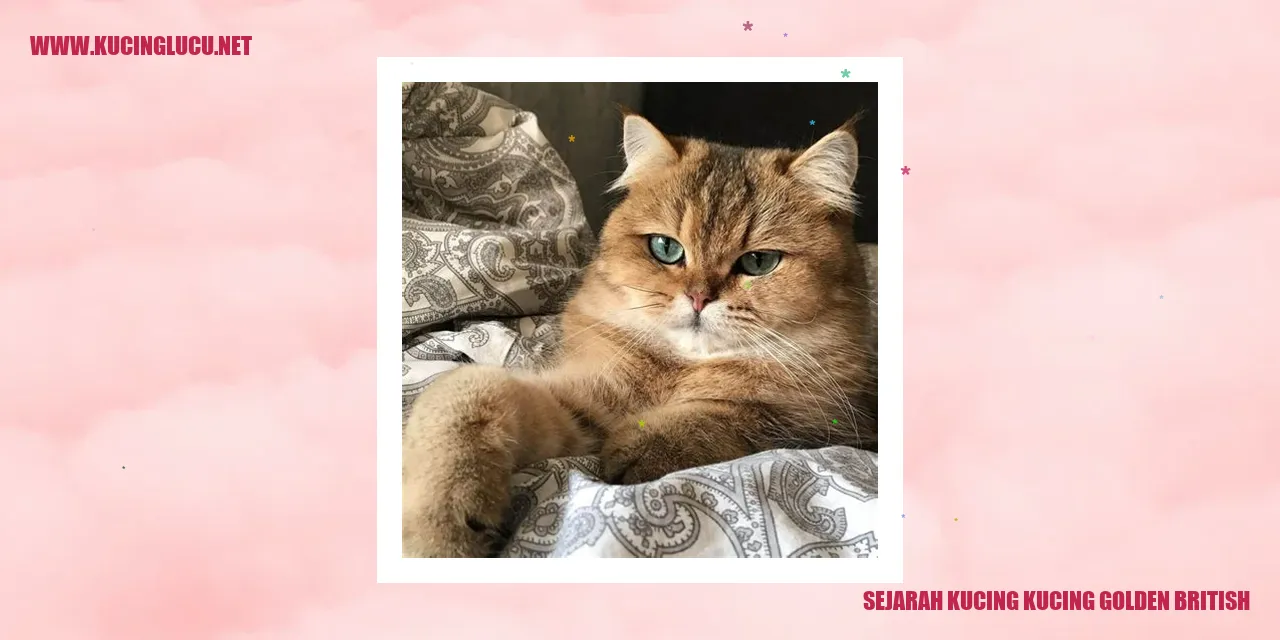 Gambar Sejarah Kucing British Golden