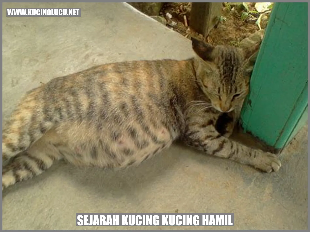 Gambar Kucing Sedang Mengandung