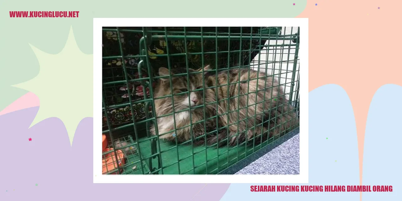 Sejarah Hilangnya Kucing yang Diambil Orang