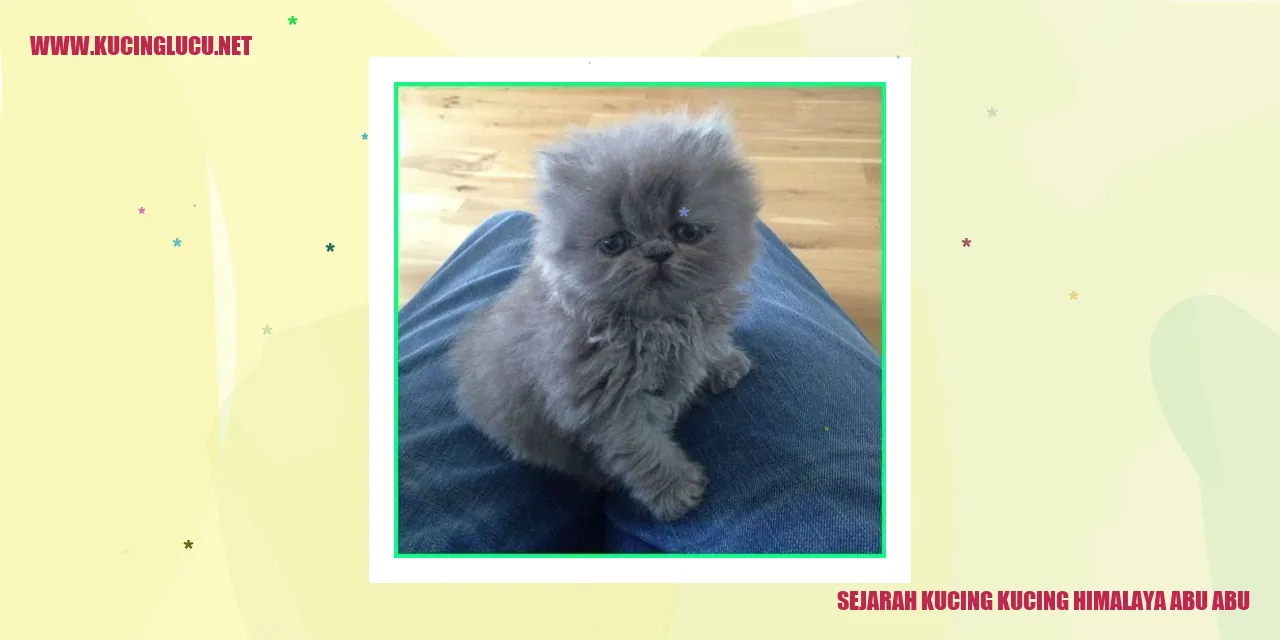 Kucing Himalaya Abu-abu