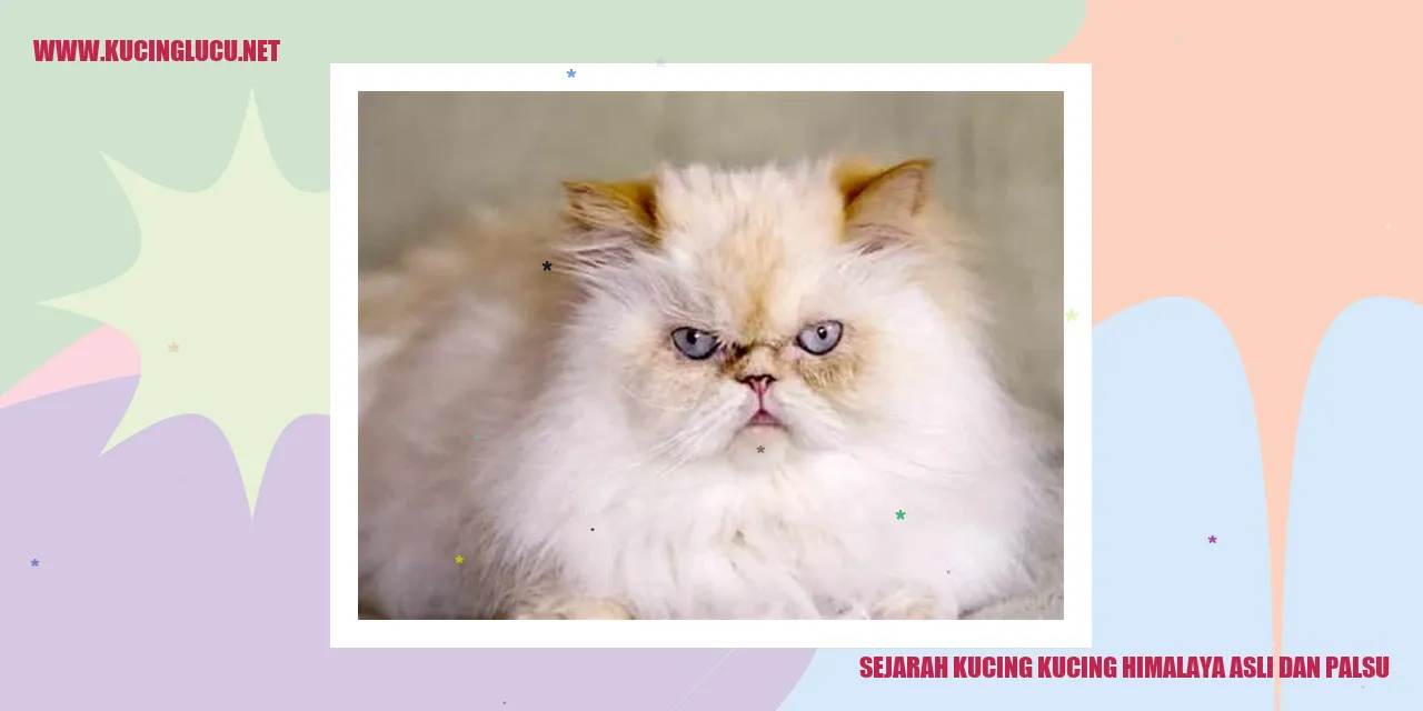 Kucing Himalaya