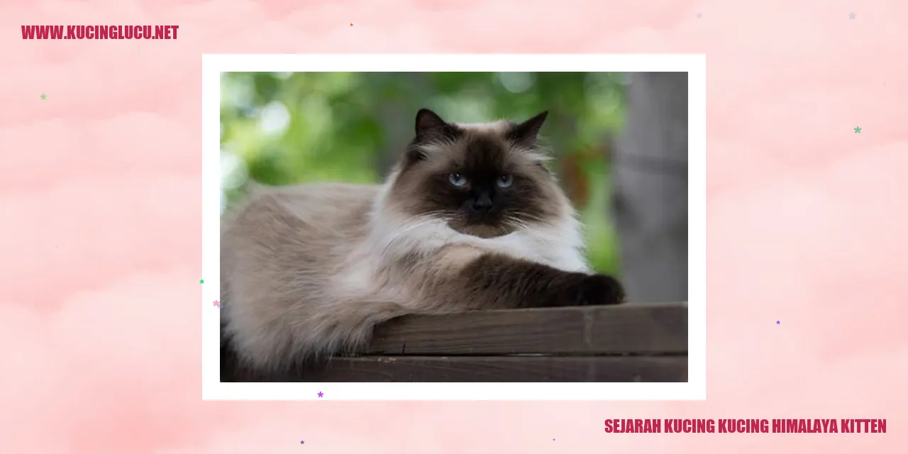 Kucing Himalaya Kitten