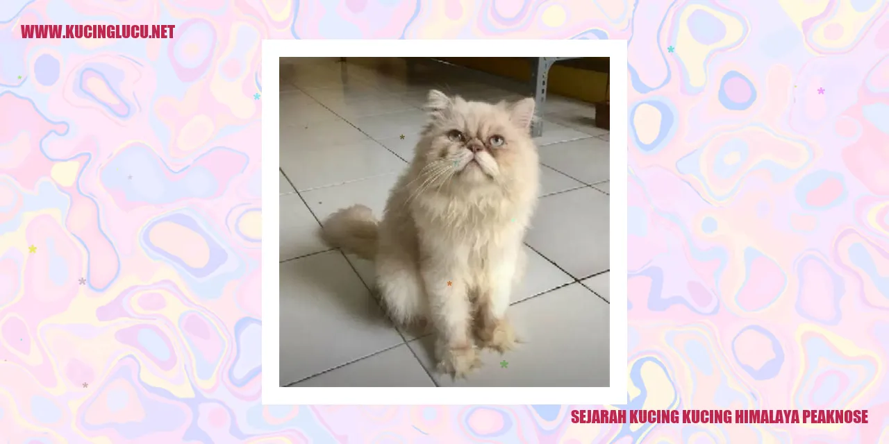 Gambar Kucing Himalaya Peaknose