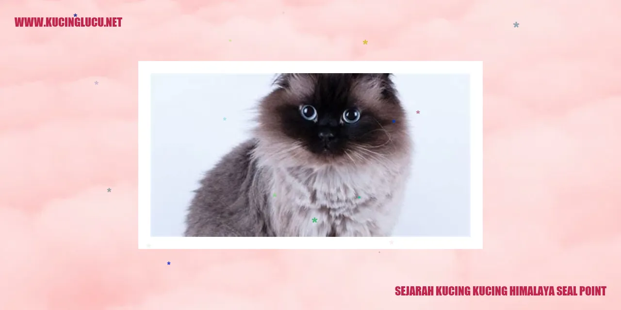 Gambar Kucing Himalaya Seal Point