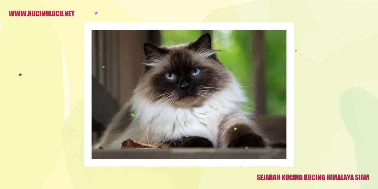 Kucing Himalaya Siam
