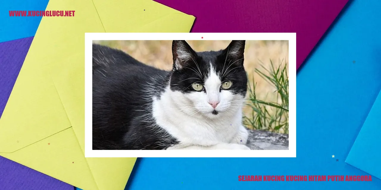 Kucing Hitam Putih Anggora