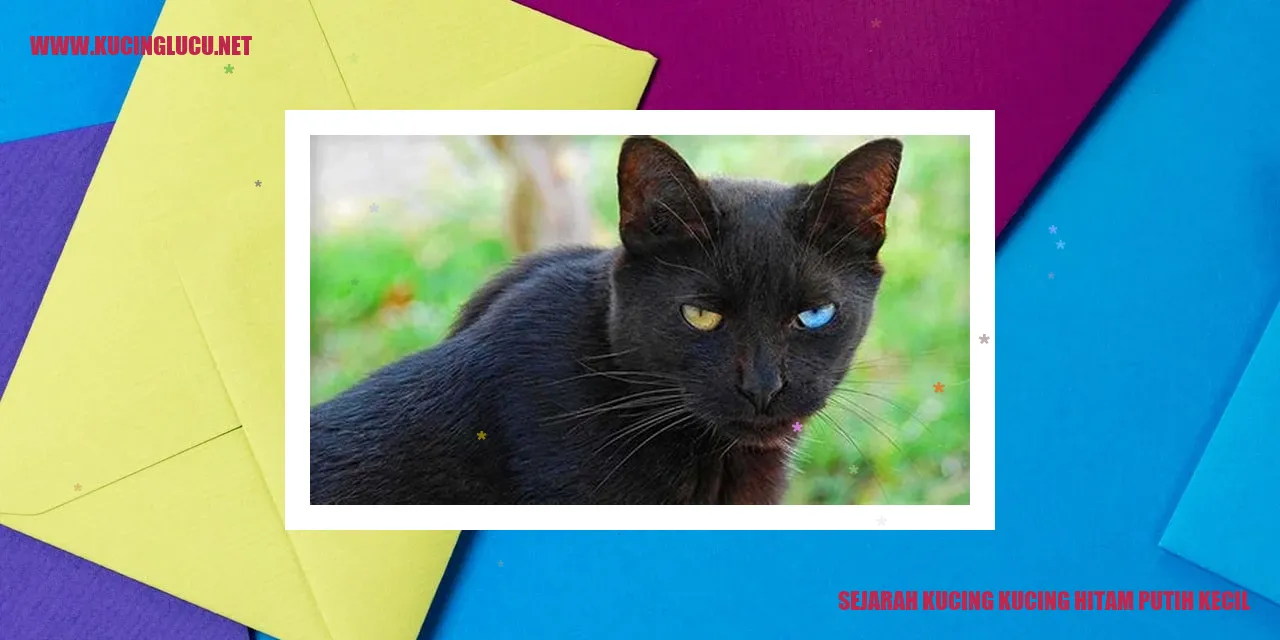 Gambar Kucing Kucing Hitam Putih Kecil