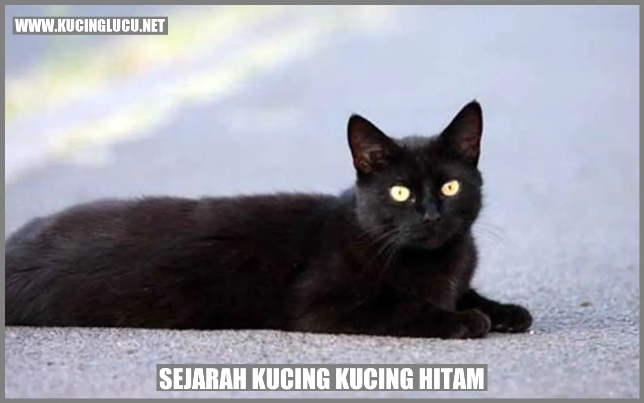 Gambar Kucing Hitam