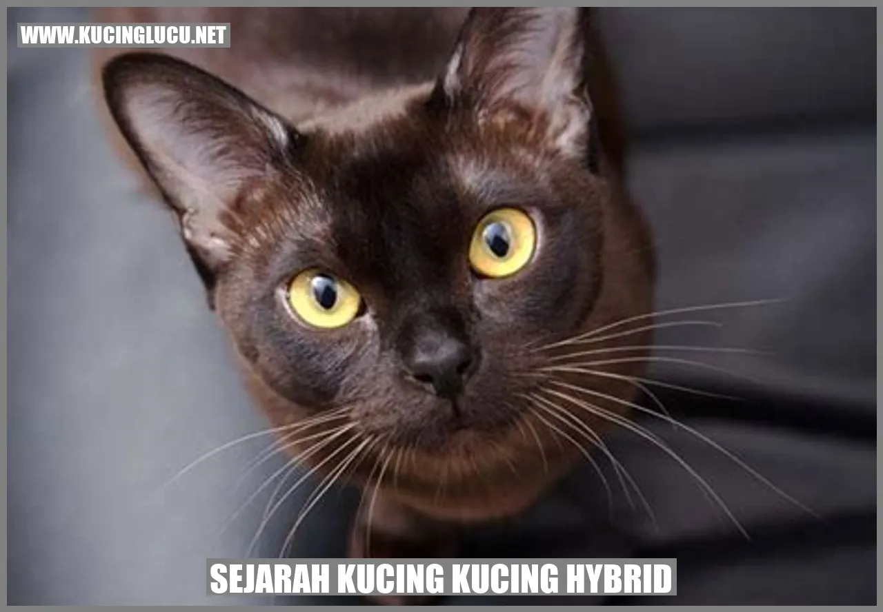 Sejarah Kucing Kucing Hybrid