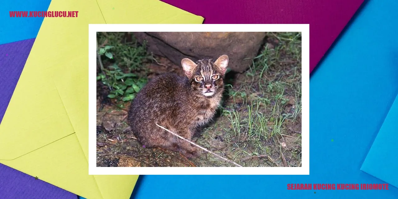 Kucing Iriomote