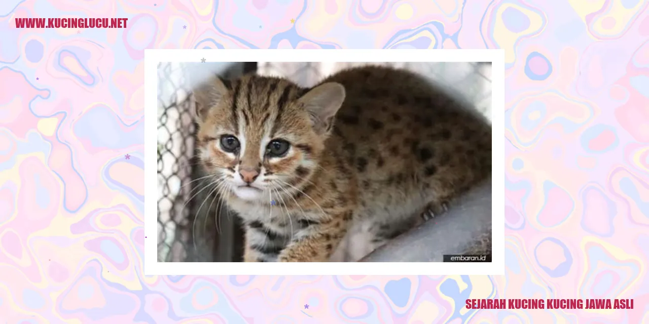 Gambar Begitu Memukau dari Kucing Jawa Asli