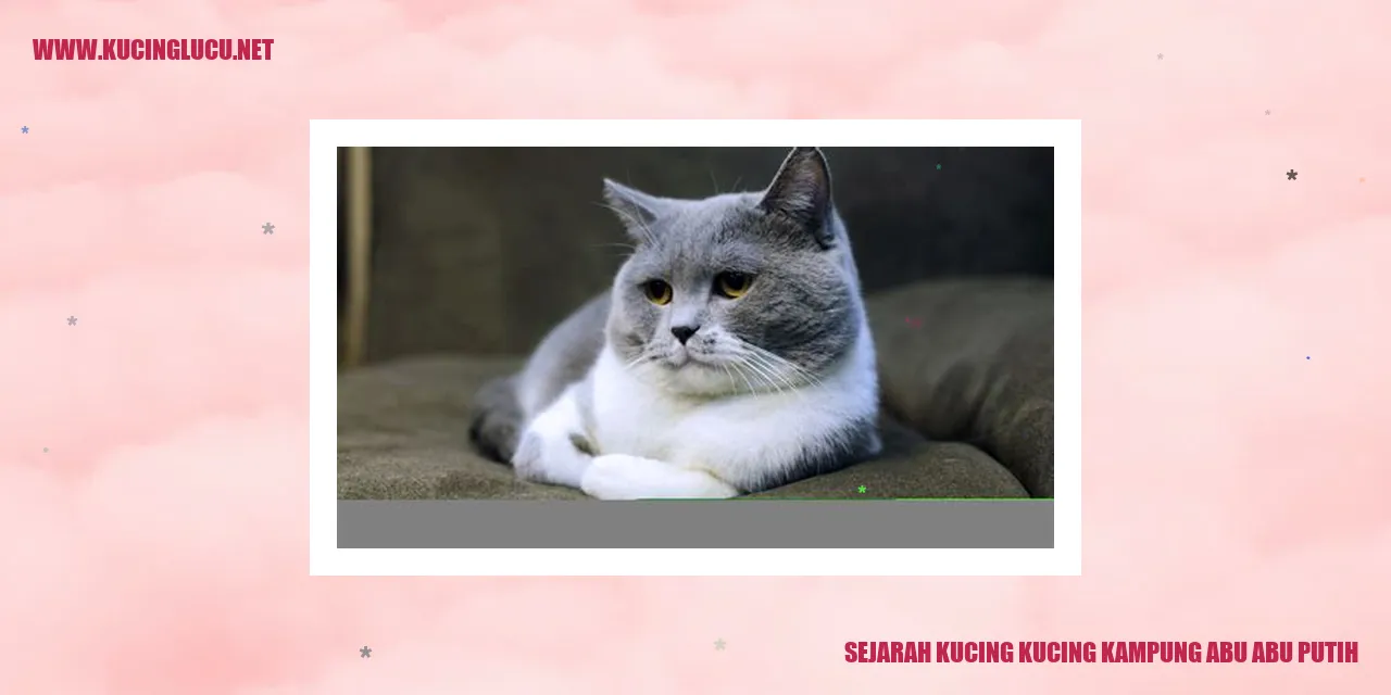 Kucing Kampung Abu Abu Putih