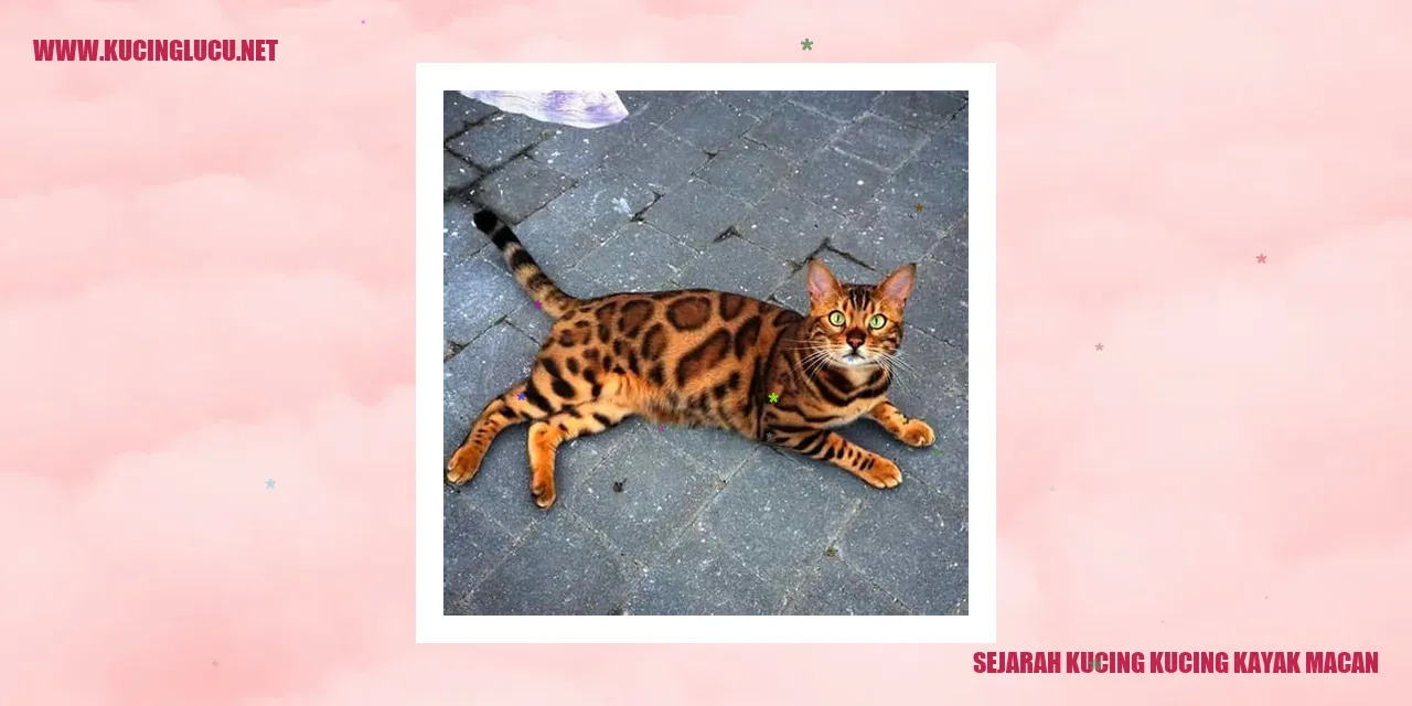 Gambar kucing seperti macan