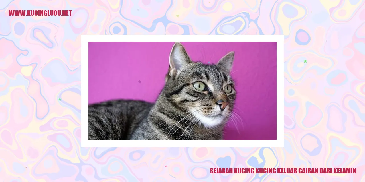 gambar kucing