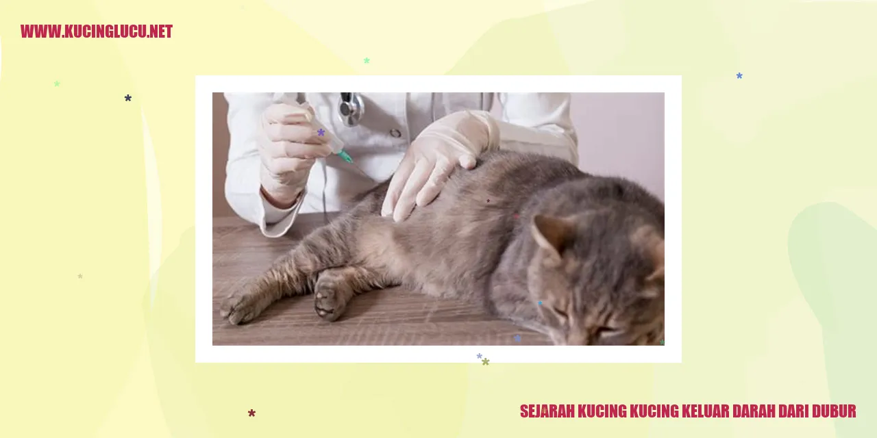 Sejarah Kucing Kucing Keluar Darah dari Dubur