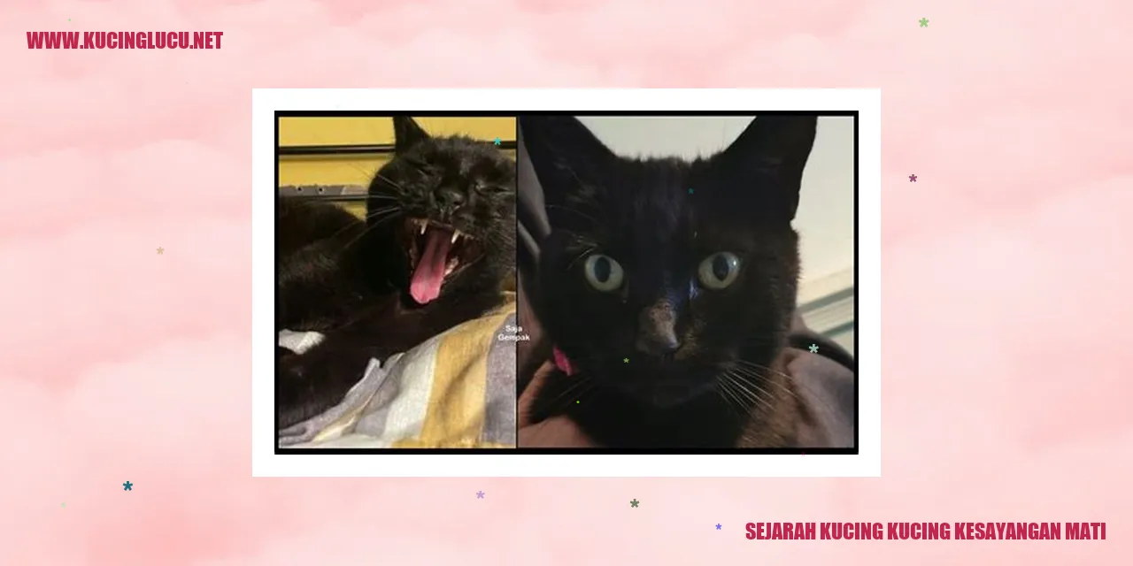 Potret Kucing yang Telah Berpulang