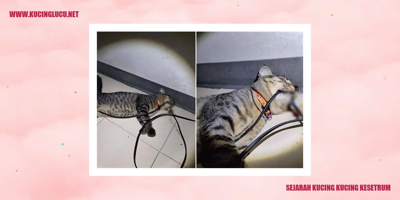 Sejarah Kucing-Kucing Kesetrum