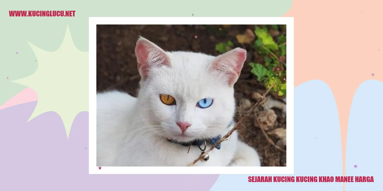 Gambar Kucing Khao Manee