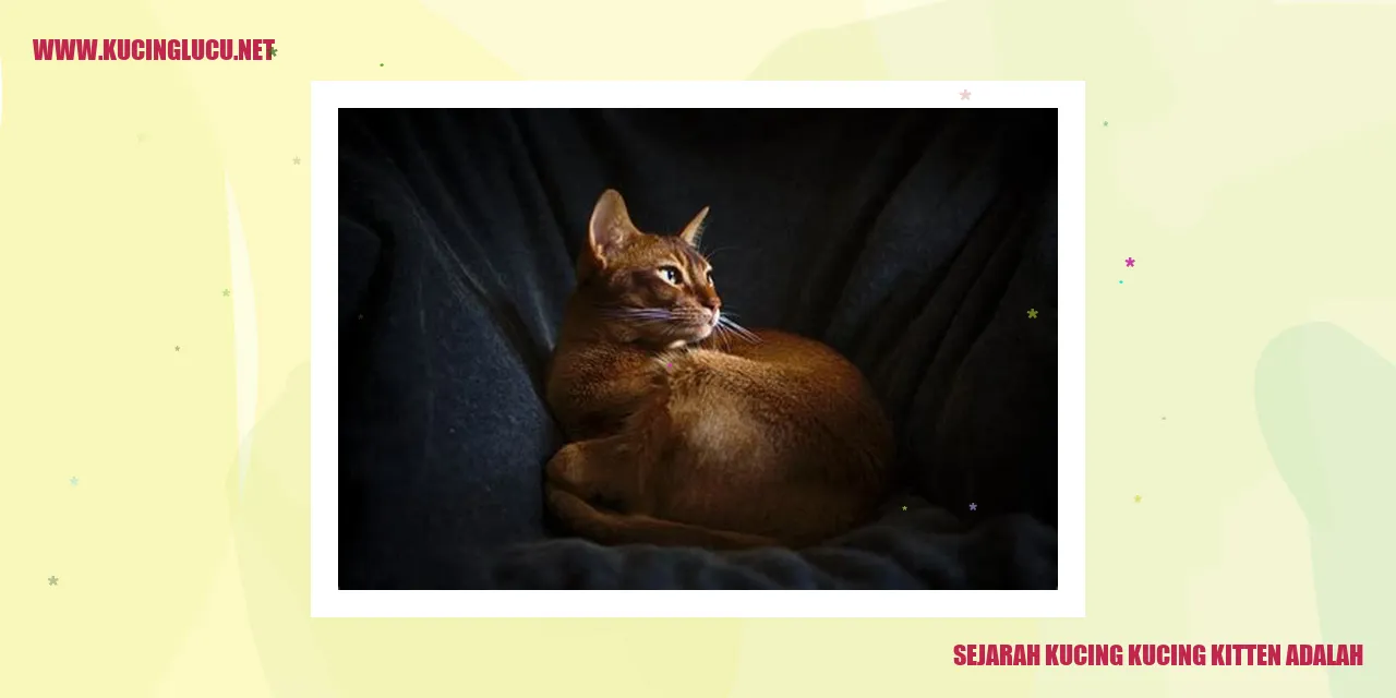 Anak Kucing