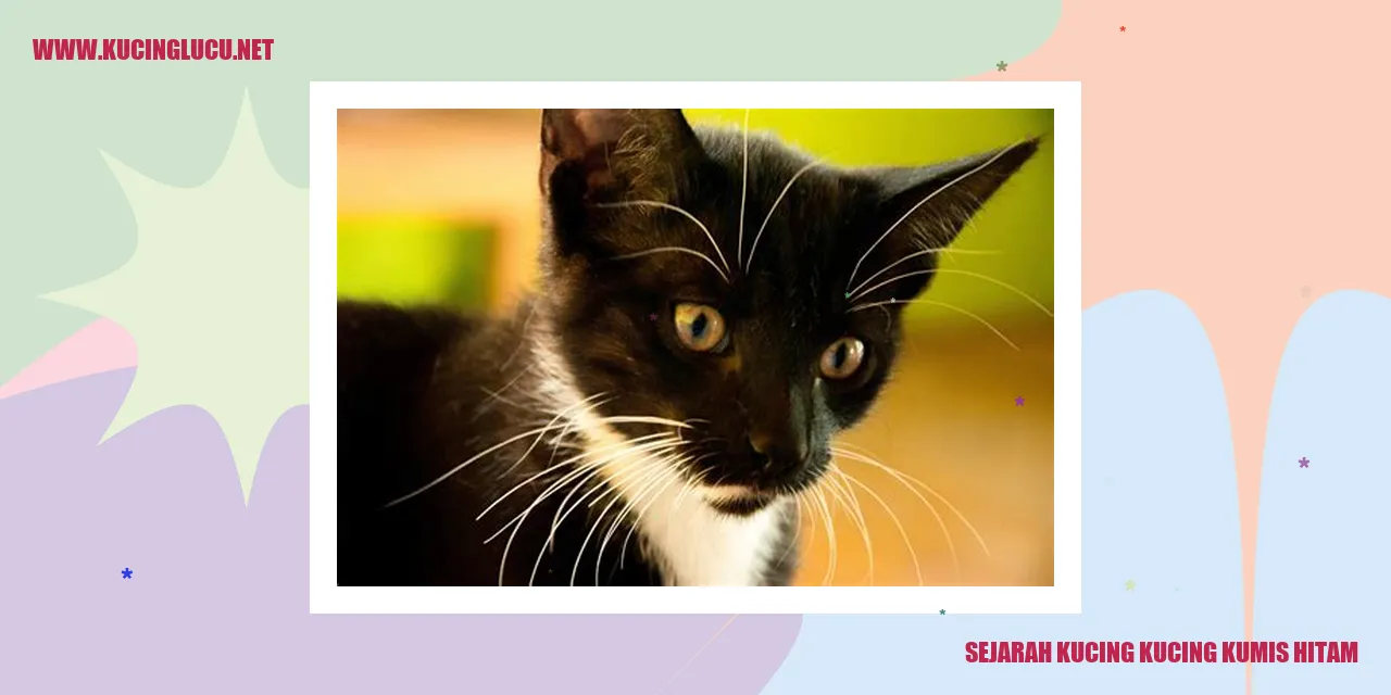 Gambar Kucing Kumis Hitam