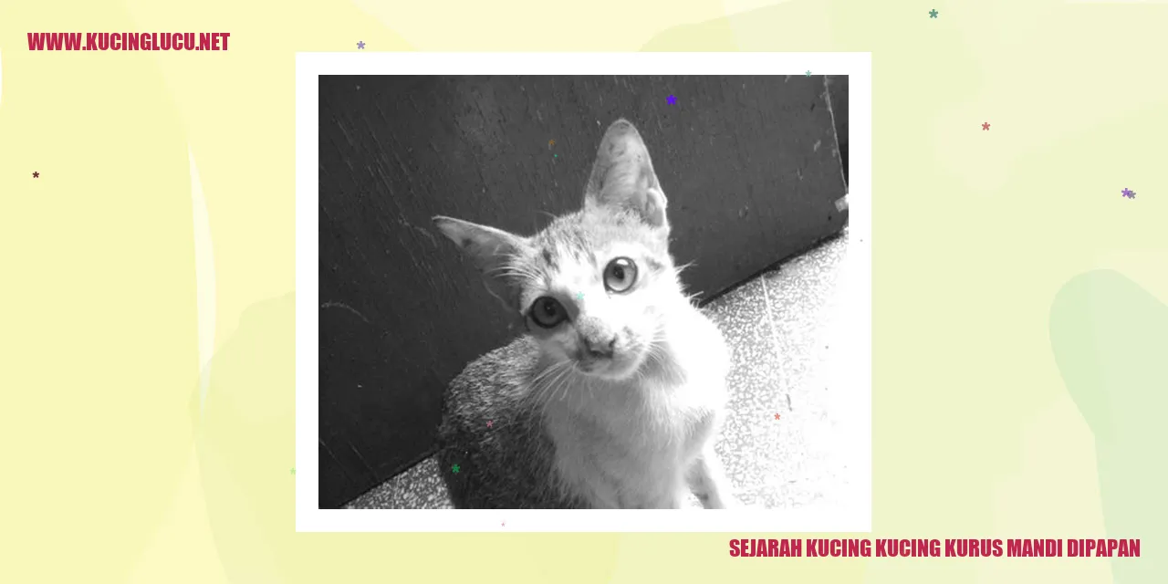 Kucing Mandi Dipapan
