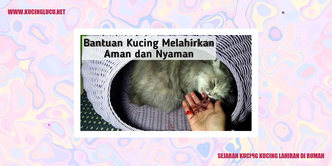 Kucing Lahiran di Rumah
