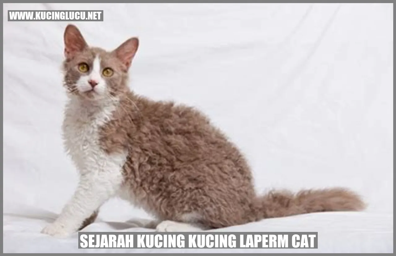 Sejarah Kucing Kucing LaPerm Cat