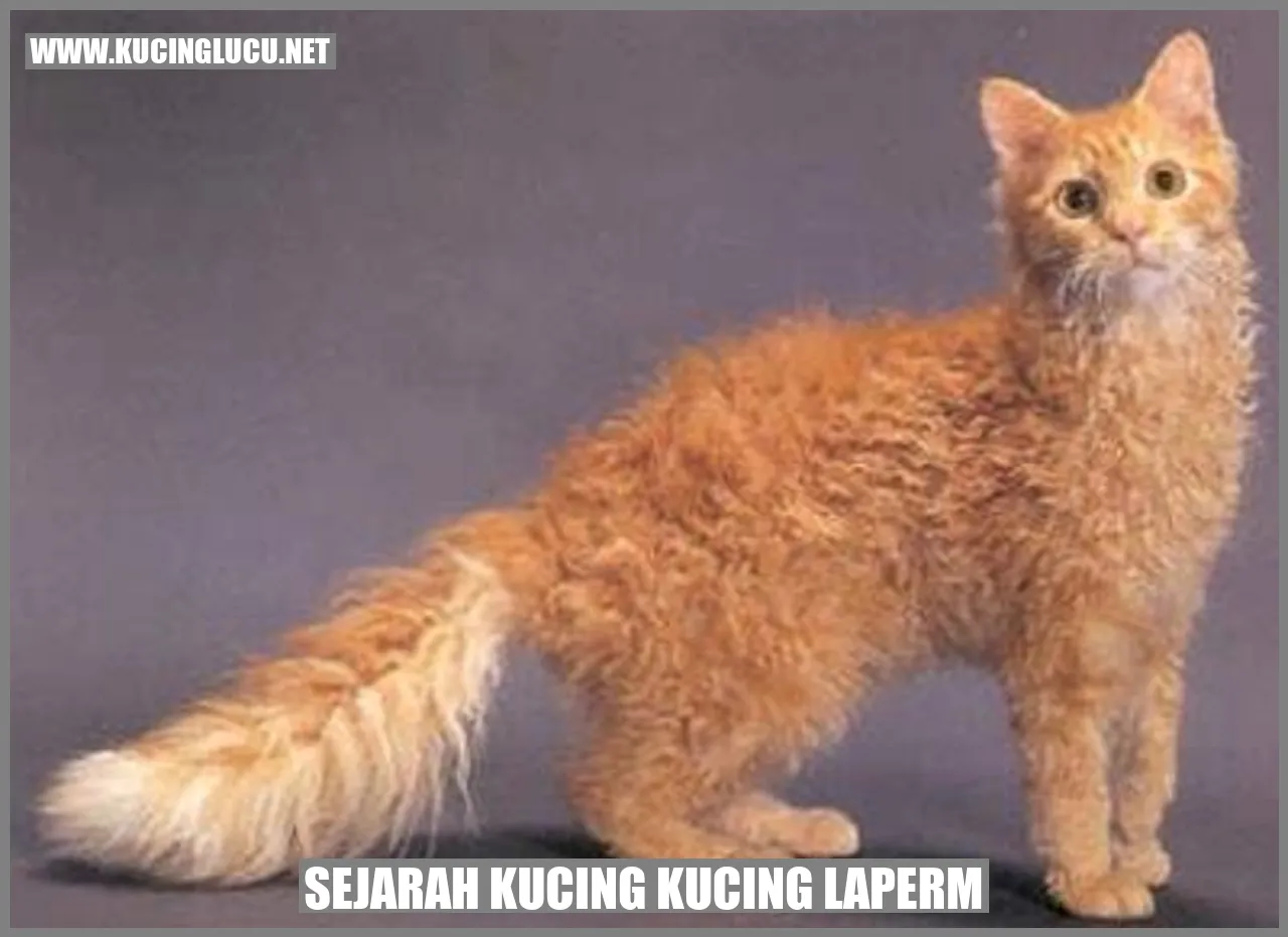 Kucing LaPerm