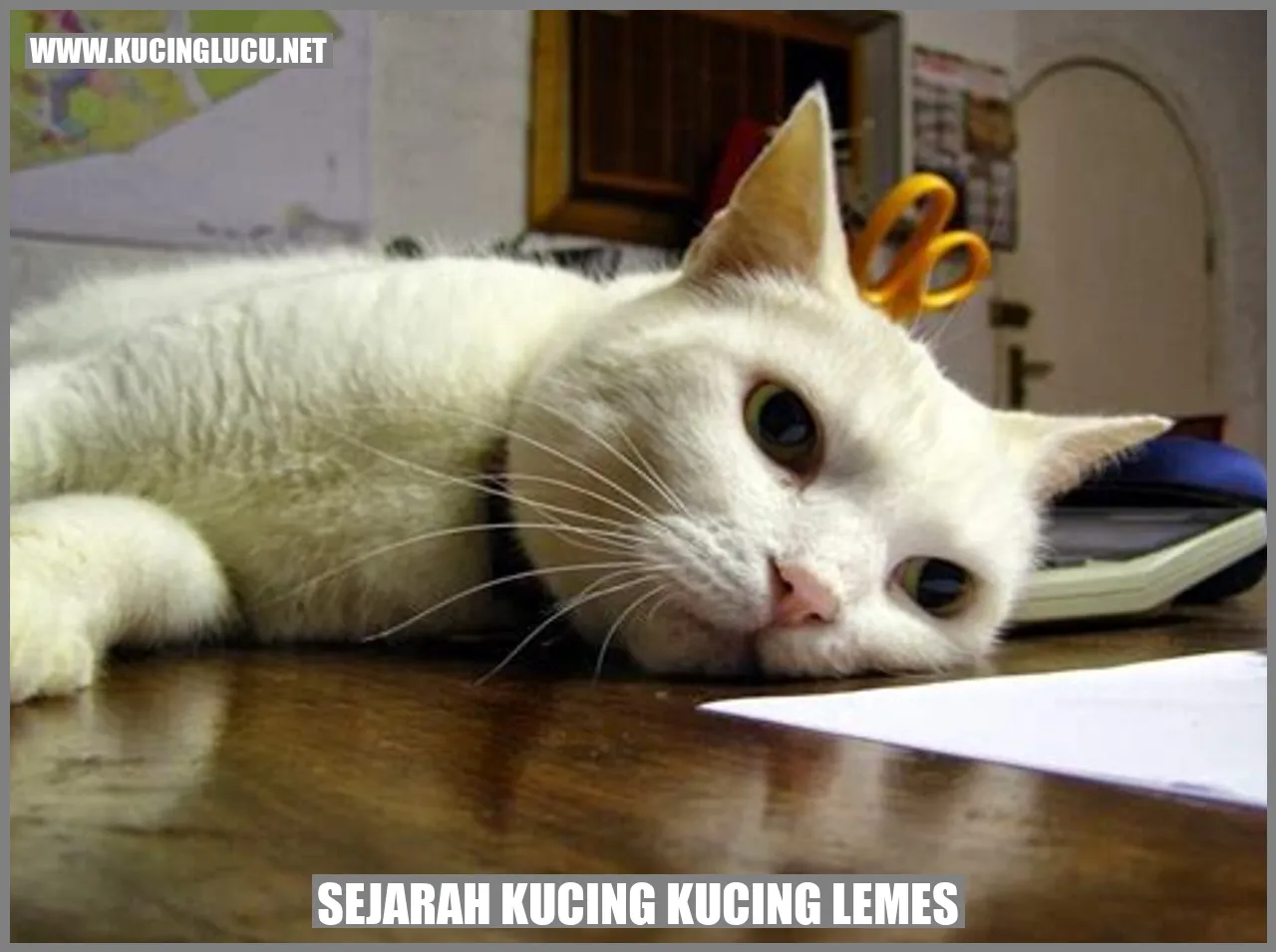 Kucing-kucing Lembut dan Malas