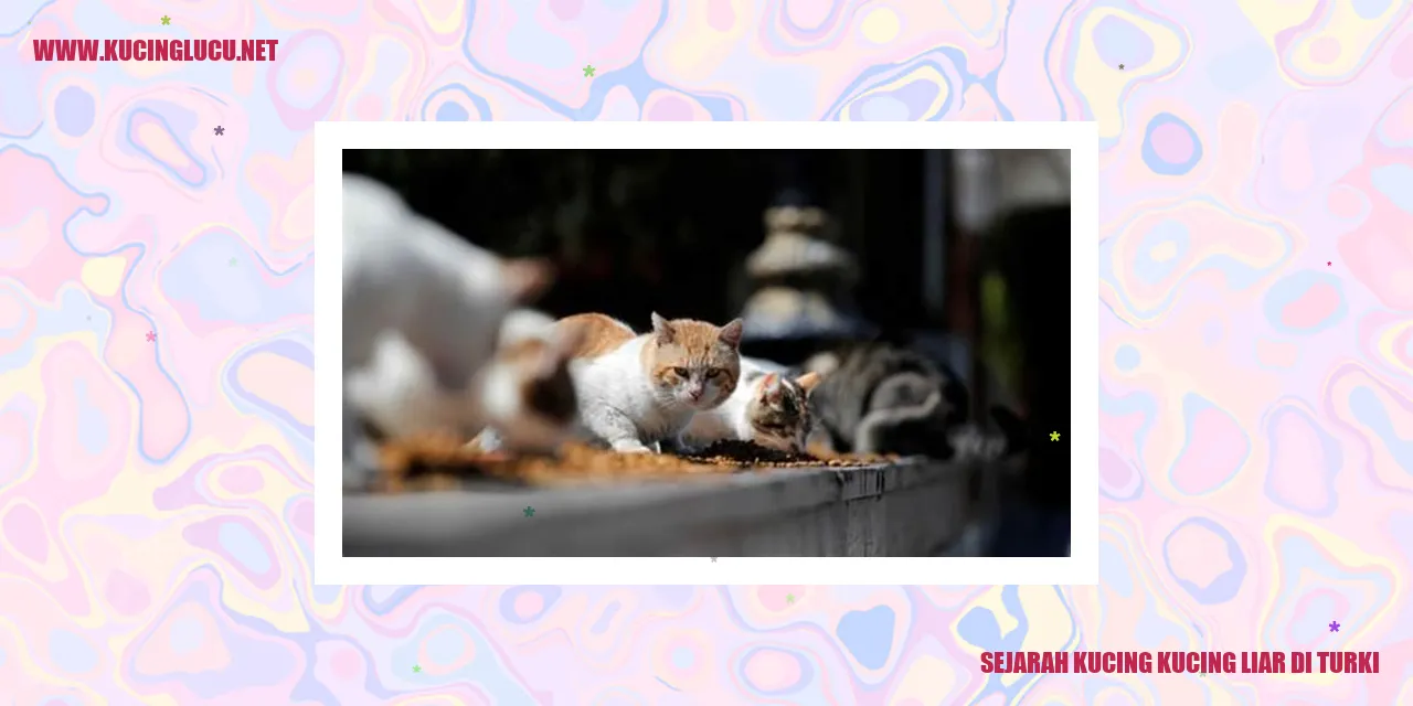 Gambar Kucing Liar di Turki