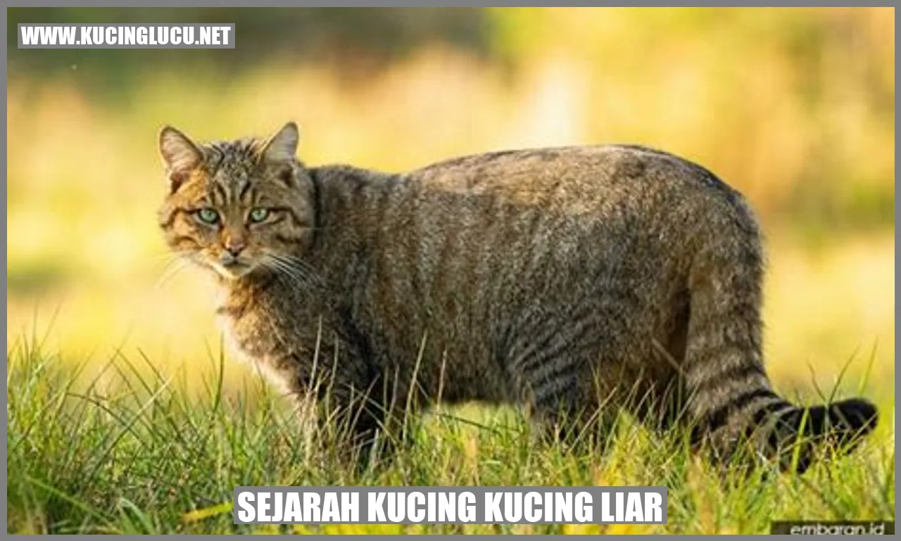 Kucing Liar