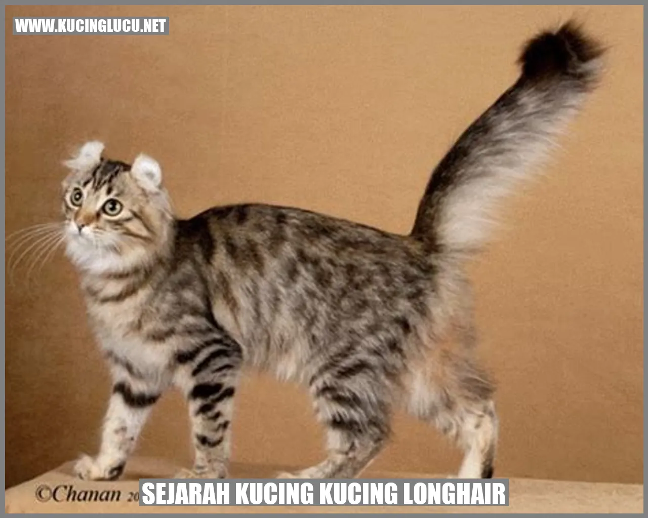 Kucing Bulu Panjang