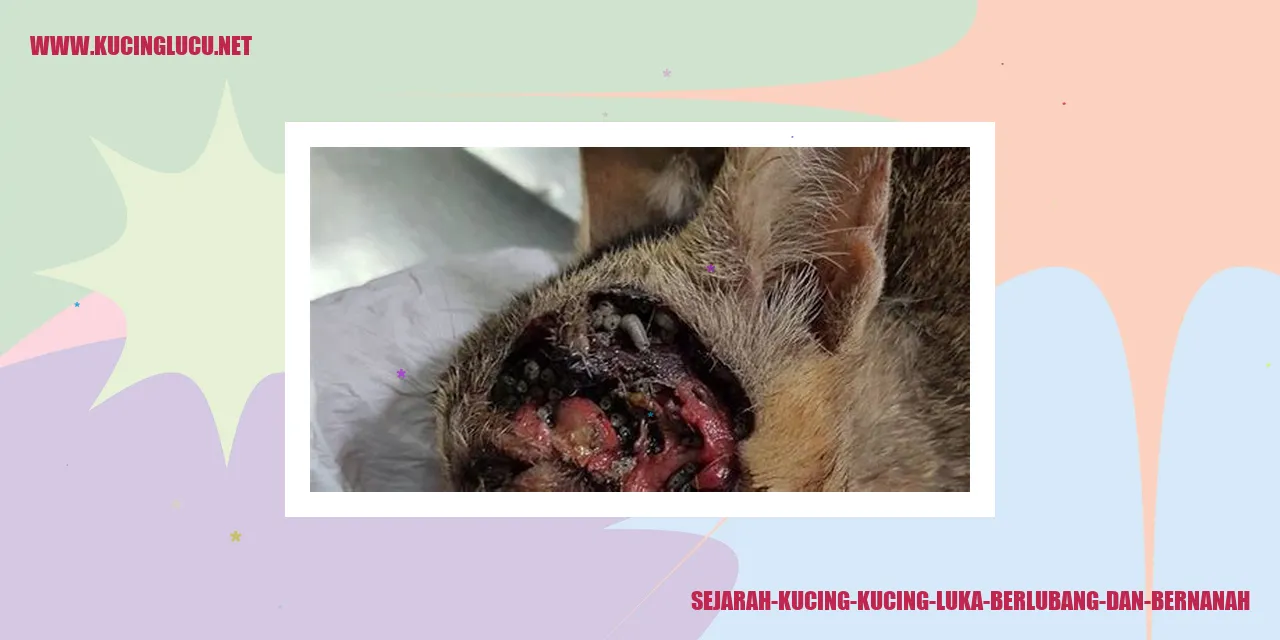 Kucing Luka Berlubang dan Bernanah