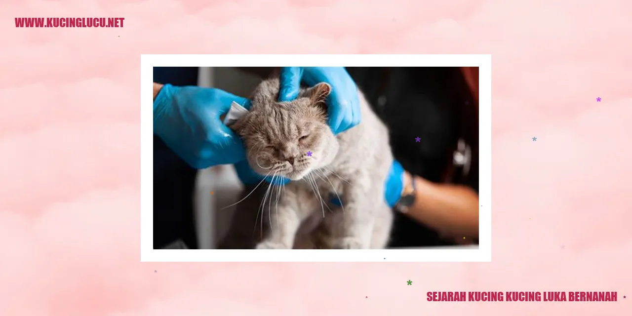 Gambar representatif kucing yang terkena luka bernanah