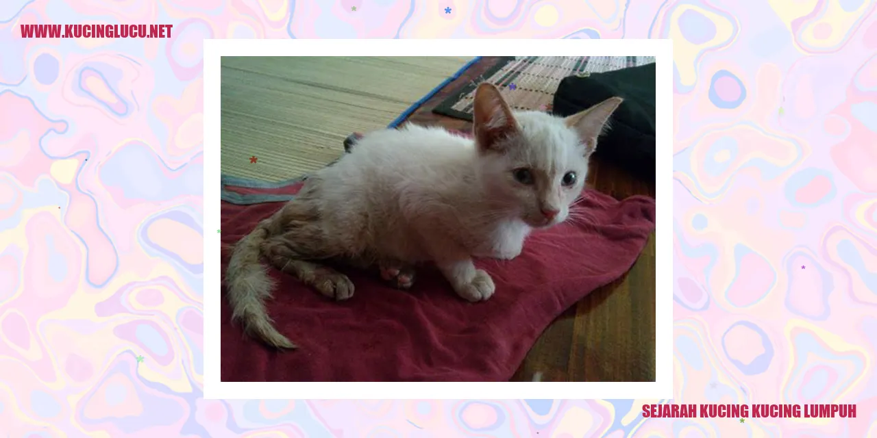 Gambar Kucing Lumpuh