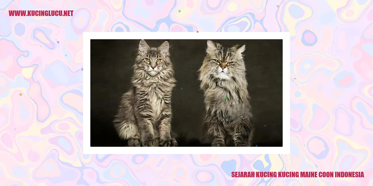 Kucing Maine Coon