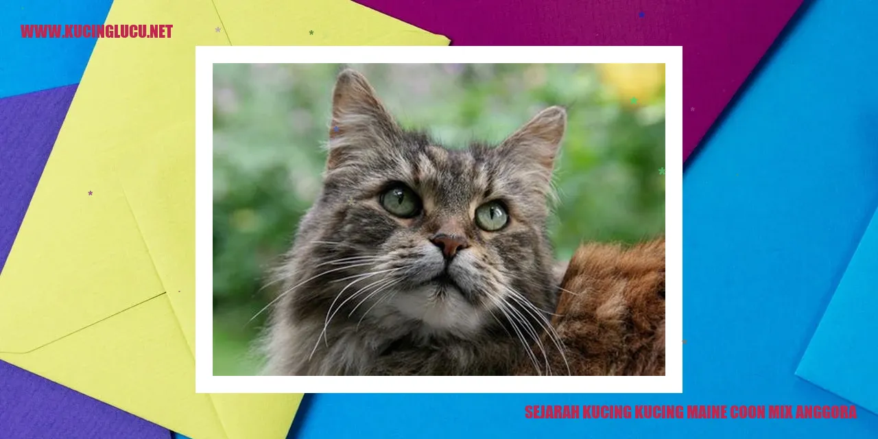 Kucing Maine Coon Mix Anggora