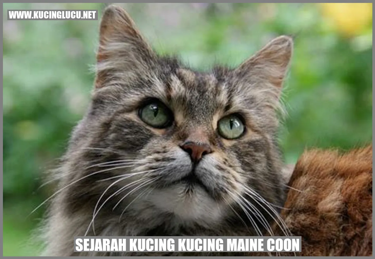 Kucing Maine Coon
