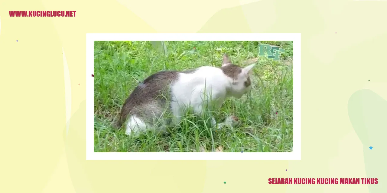 Gambar Kucing Memburu Tikus