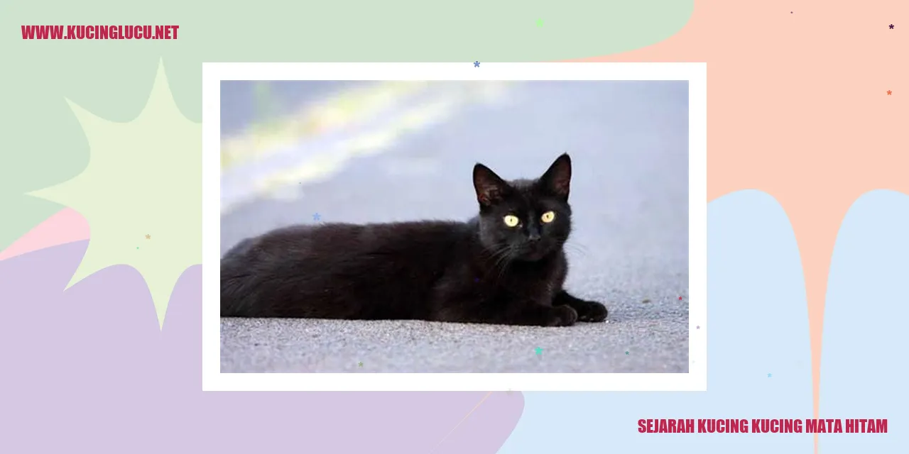 Gambar kucing mata hitam