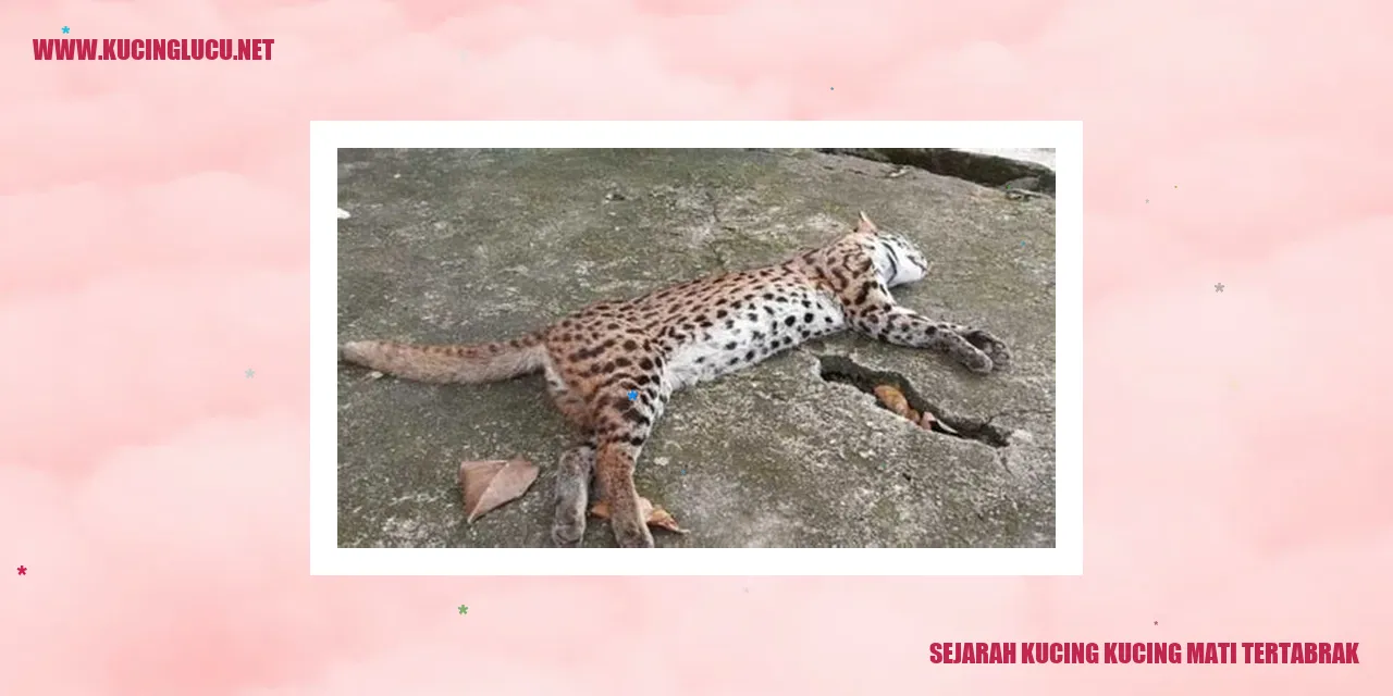 Kucing Tertabrak oleh Mobil